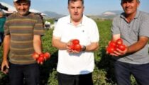 KINIK KURU DOMATESİ COĞRAFİ İŞARET ALDI