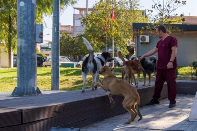 11 ilçede sahipsiz hayvan sayımı tamamlandı