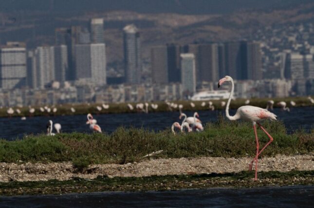 Flamingo Yolu turları başladı