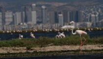 Flamingo Yolu turları başladı