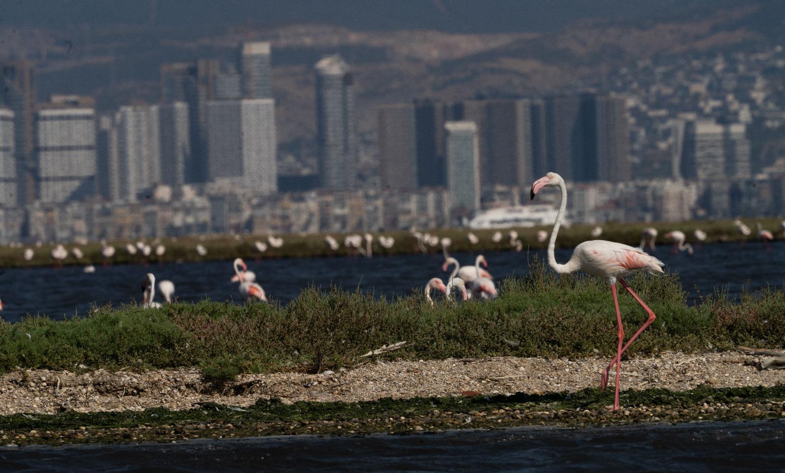 Flamingo Yolu turları başladı